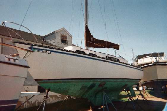 thumper before.jpg