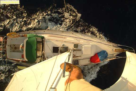 avocet_from_mast.jpg